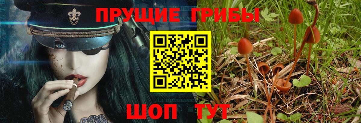 Менделеевск  Галлюциногенные грибы Cubensis  Галлюциногенные грибы Cubensis  Вход с VPN 